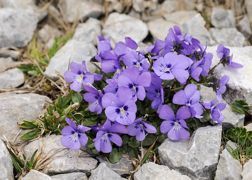 An alpine violet (Viola cf. calcarata) in the eastern austrian alps