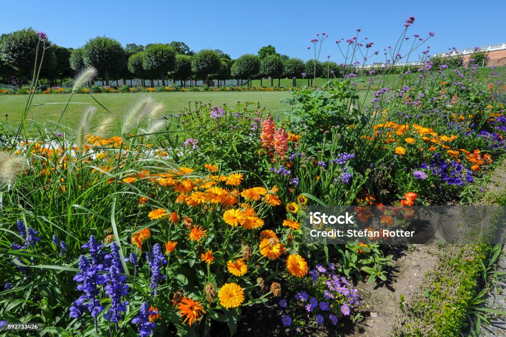 colorful flower bed with different colors in summer Ajuga Stock Photo