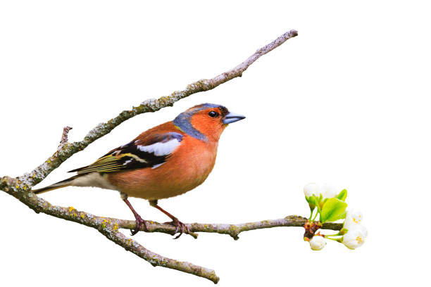 istock early bird sits on a branch isolated on white 892734308