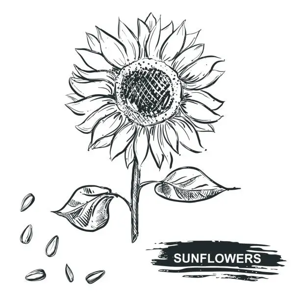Vector illustration of Hand drawn vector illustration set of monochrome sunflower, grain, seed. sketch. Vector eps 8