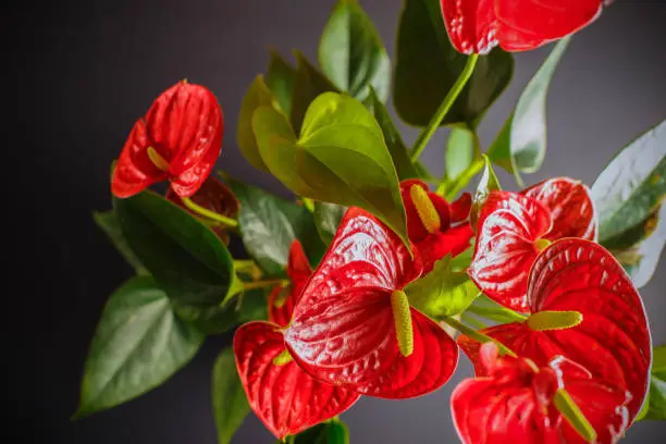 A picture on top of a house plant Anthurium can be used to illustrate the content of the care and growing of domestic plants.