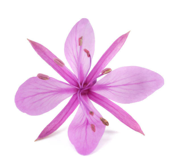 flor de rosa e. alpino - adelfilla fotografías e imágenes de stock