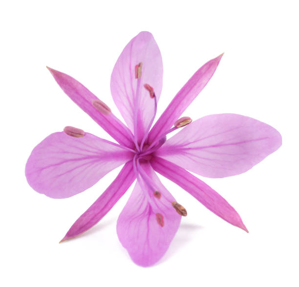 Pink Alpine willowherb flower Pink Alpine willowherb flower isolated on white flower mountain fireweed wildflower stock pictures, royalty-free photos & images