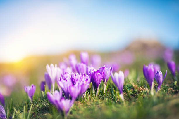 istock Meadow Full Of Crocus Flowers 892748388
