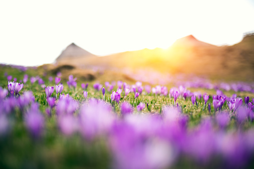 Alpine meadow full of crocus flowers at sunset.