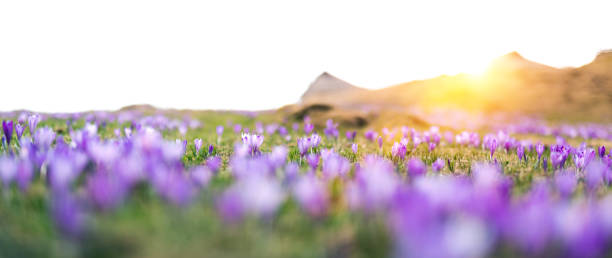istock Purple Crocus Flowers At Sunset 892748920