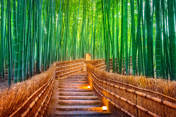 istock Bamboo Forest in Kyoto, Japan. 892757148