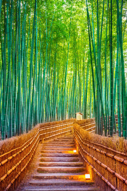istock Bamboo Forest in Kyoto, Japan. 892757152