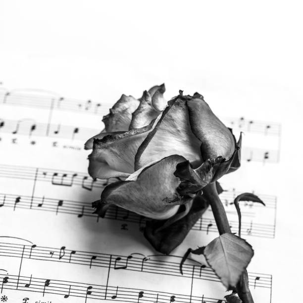 istock Music sheet and dead rose 892772222