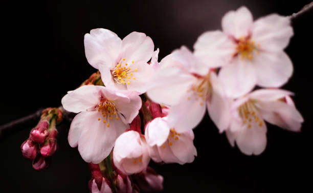istock Real pink sakura flowers or cherry blossom close-up 892772426