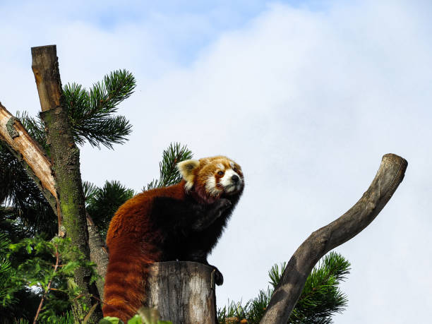 istock Thoughtful Red Panda (Ailurus fulgens), also known as Lesser Panda, Red Bear-Cat, and Red Cat-Bear, Resting on a Tree 892776404