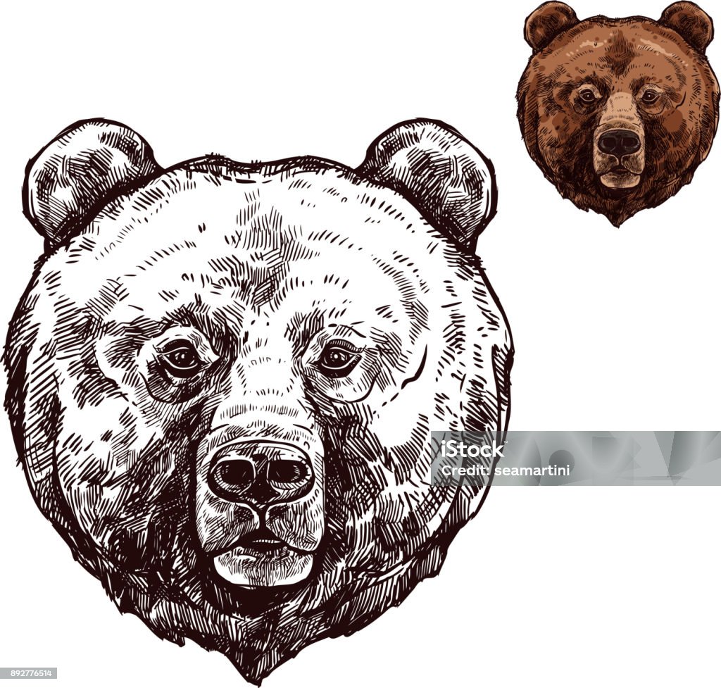 Bear or grizzly animal sketch of wild predator Bear head isolated sketch of wild animal. Grizzly bear muzzle with brown fur, forest predator for hunting sport club mascot, zoo emblem or t-shirt print design Bear stock vector