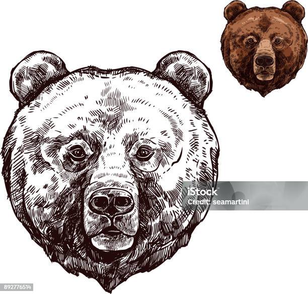 Bear Or Grizzly Animal Sketch Of Wild Predator Stock Illustration - Download Image Now - Bear, Head, Animal Head