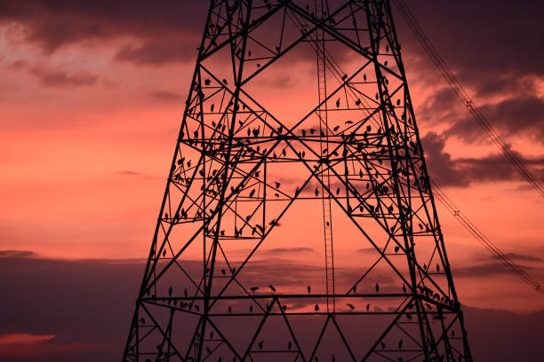 istock Silhouette of birds on high voltage pole at sunset 892776644