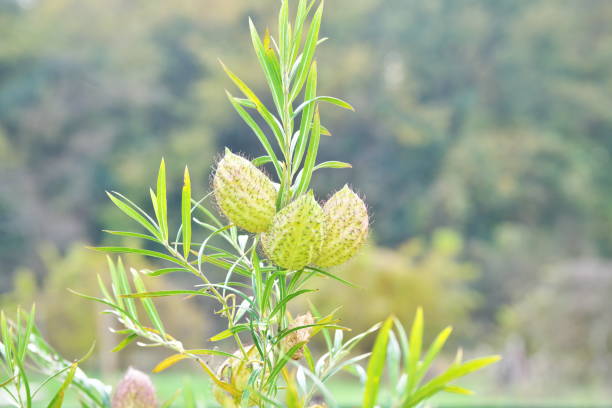 Gomphocarpus physocarpus Gomphocarpus physocarpus
 gomphocarpus physocarpus stock pictures, royalty-free photos & images