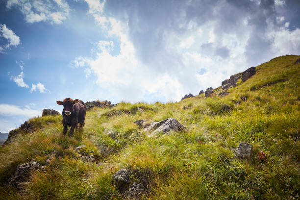 Green and rocky mountain hills with a cow in the foreground, partly cloudy sky.