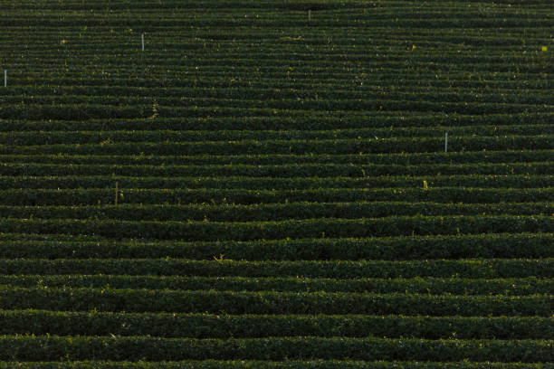 istock Chui-Fong terraced tea garden 892784594