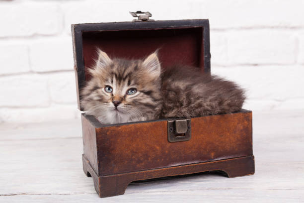 istock Young fluffy kitten in the chest 892787856