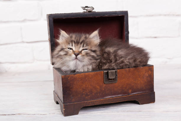 istock Young fluffy kitten slipping in the chest 892787932