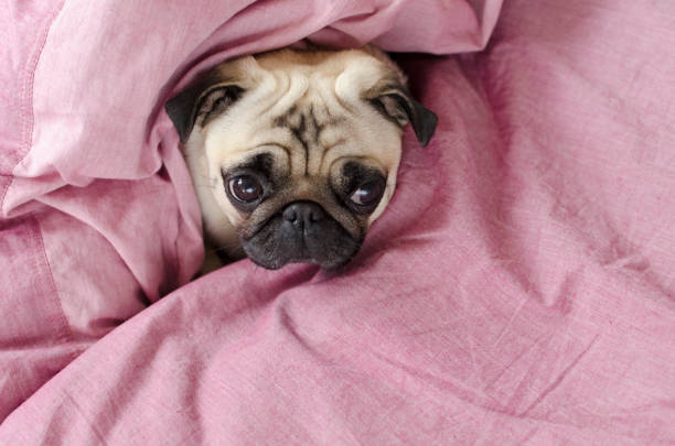 istock cute dog breed pug  wrapped in  pink blanked 892787934