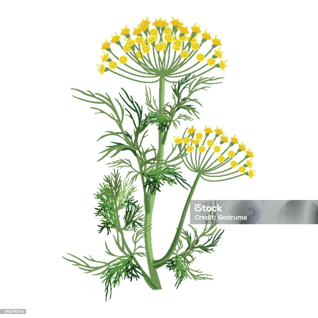 Dill herb with small yellow bloom and green stem Dill herb with small yellow bloom, green stem and leaves that used as seasoning for dishes isolated cartoon vector illustration on white background. Dill stock vector