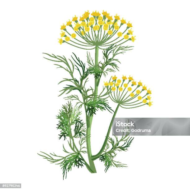 Dill Herb With Small Yellow Bloom And Green Stem Stock Illustration - Download Image Now - Dill, Flower, Illustration