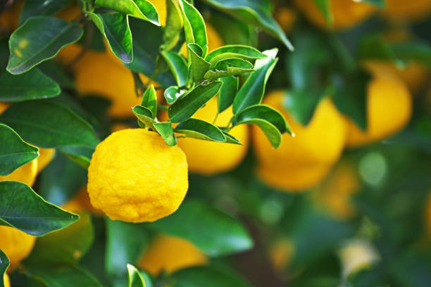 istock Fruit of the Citrus junos 892790726
