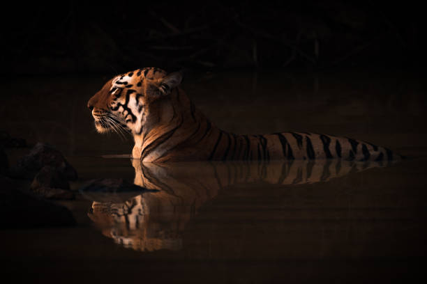 istock Bengal tiger lying in shadowy water hole 892793784