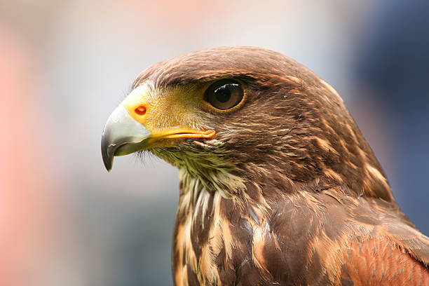 istock Portrait of an eagle 89279415