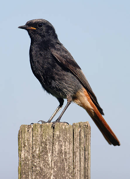 black redstart - phoenicurus zdjęcia i obrazy z banku zdjęć