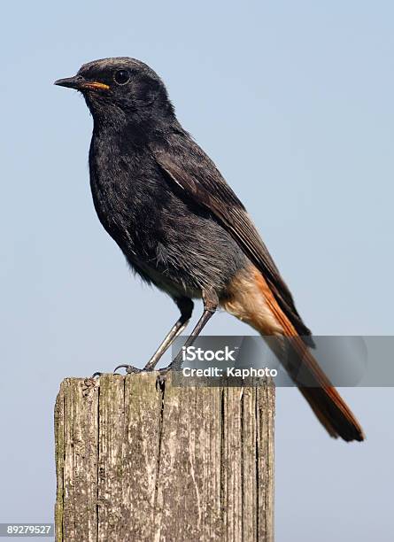 Foto de Preto Rabirruivo e mais fotos de stock de Phoenicurus - Phoenicurus, Cantar, Cor Preta