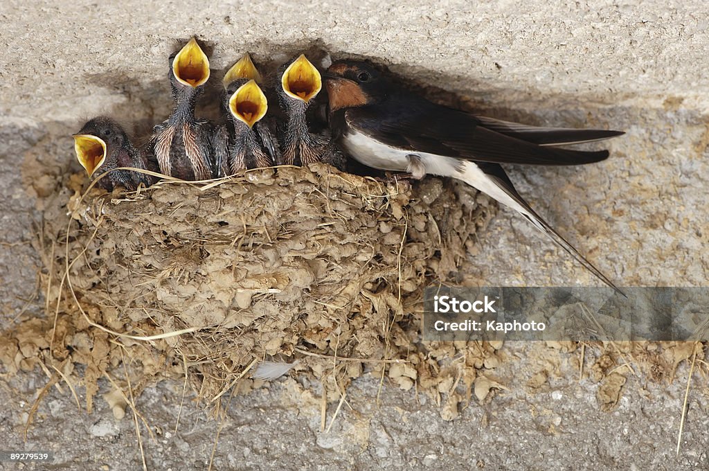 Avaler nestings - Photo de Hirondelle libre de droits