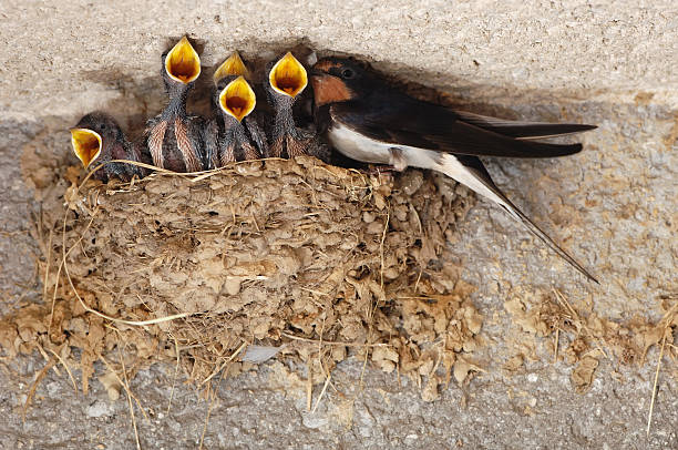 Swallow nestings  barn swallow stock pictures, royalty-free photos & images