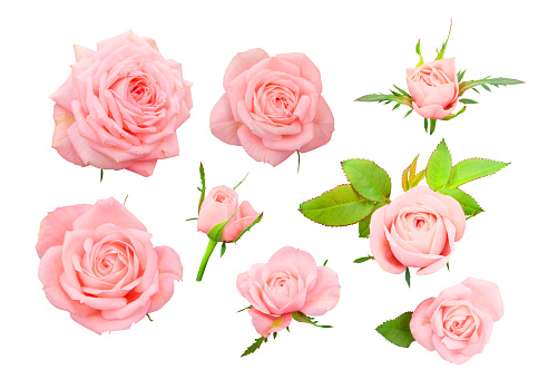 Set of delicate pink roses, bows and leaves isolated on white background.