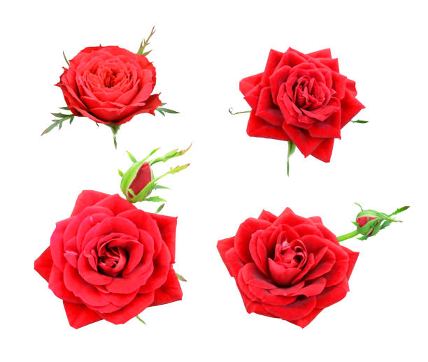 istock Set of red rose 892797428
