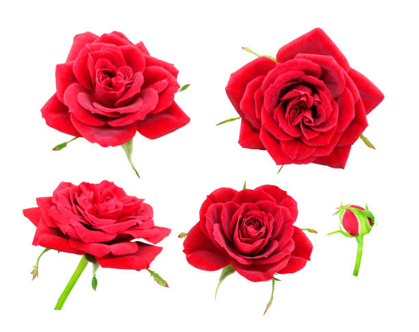 istock Set of red rose 892797466