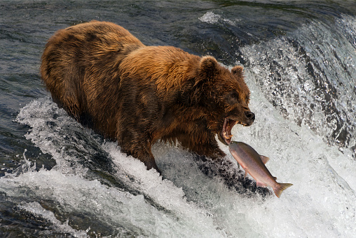 A brown bear with shaggy, brown fur is about to catch a salmon in its mouth at the top of Brooks Falls, Alaska. The fish is only a few inches away from its gaping jaws. Shot with a Nikon D800 in Alaska, USA, in July 2015.