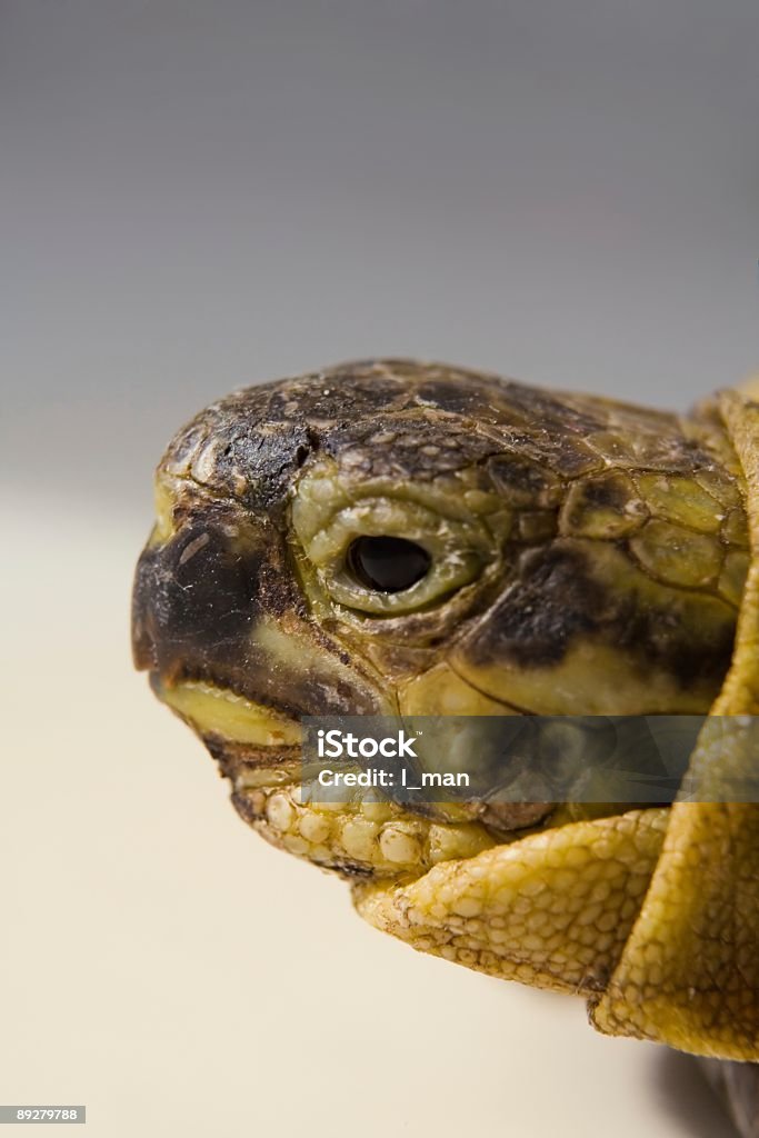 튀어나온 거북이 (레터럴 보기 - 로열티 프리 0명 스톡 사진
