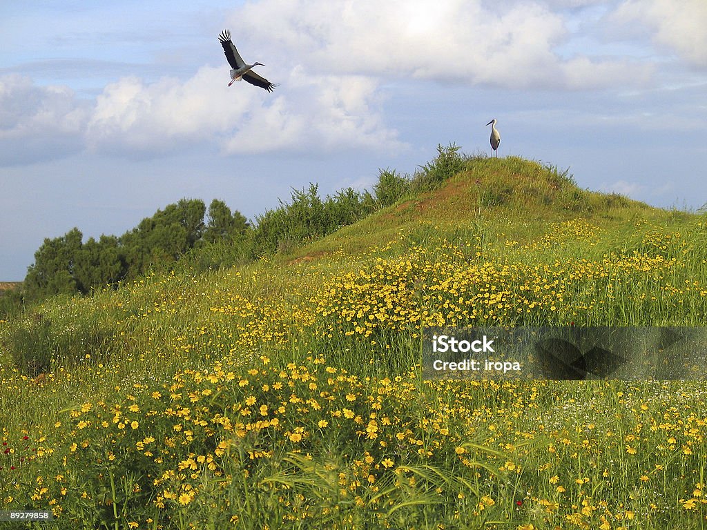 Storks sono arrivati - Foto stock royalty-free di Ala di animale