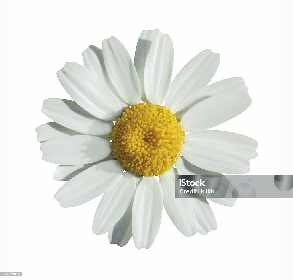 Flor de verano en blanco con ruta - Foto de stock de Aire libre libre de derechos