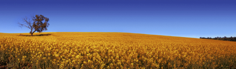 yellow blooming rape field, blue sky, web banner
