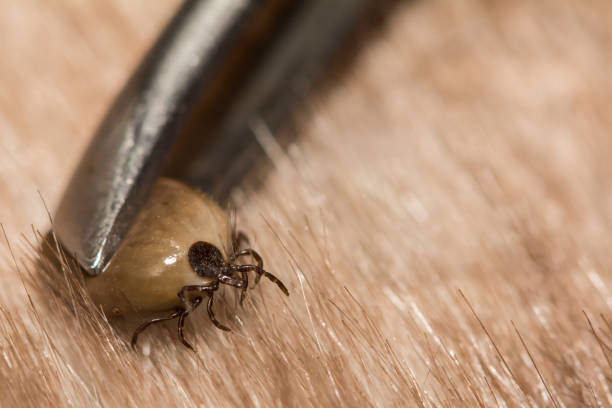 Engorged Deer Tick Female Deer Tick removed from an accidental host. deer tick arachnid photos stock pictures, royalty-free photos & images