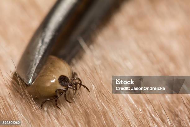 Engorged Deer Tick Stock Photo - Download Image Now - Tick - Animal, Dog, Removing