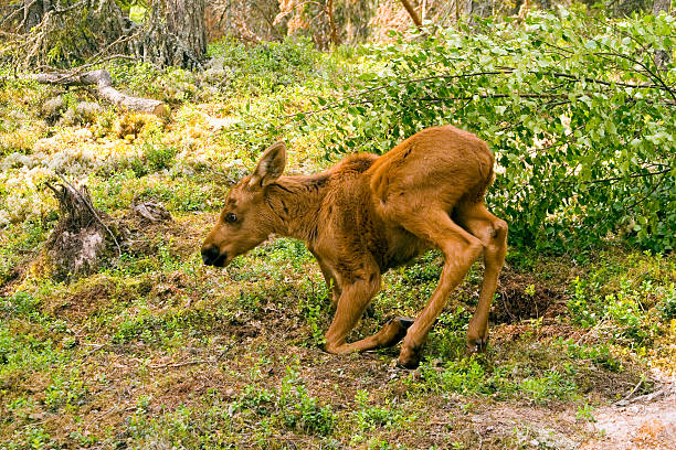 Baby elk Festlegung – Foto