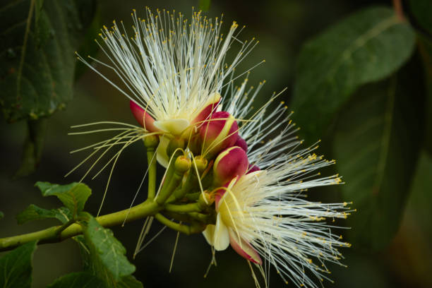 Selective focus on buds of souari nut (Pequi in portuguese). Brazilian Savannah.