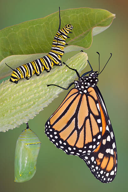 Monarch Butterfly Caterpillar And Chrysalis Life Stages Stock Photo -  Download Image Now - iStock