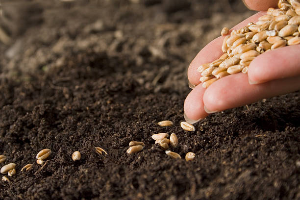 seminare di grano - seed human hand wheat cereal plant foto e immagini stock