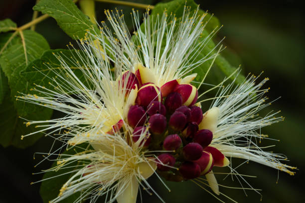 istock Selective focus on buds of souari nut (Pequi in portuguese). Brazilian Savannah. 892803544