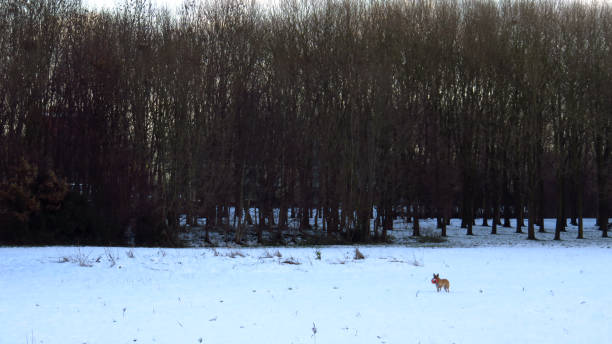 istock Dog Playing With Ball in Snow Covered Forest During Winter 892804256