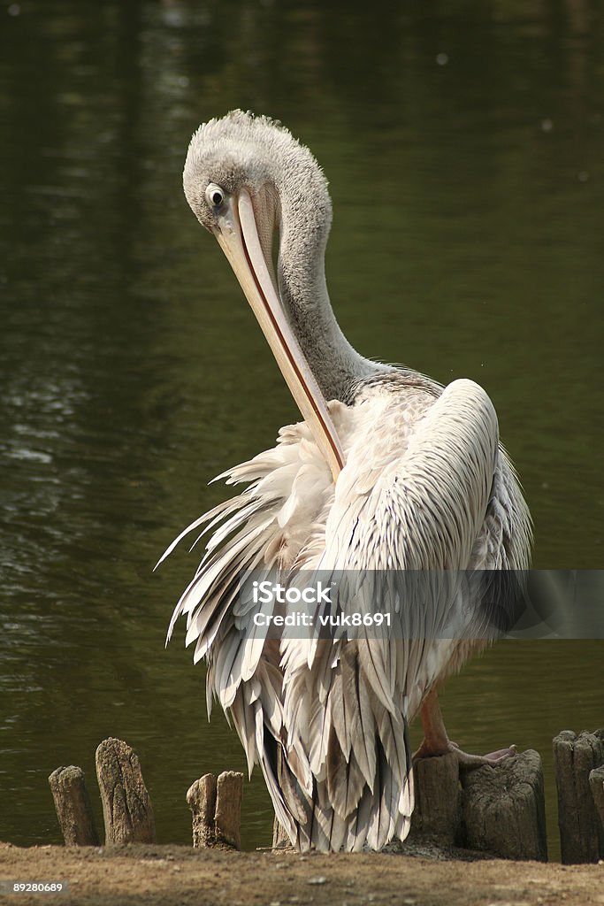 Hermoso Pelican junto al mar - Foto de stock de Agua libre de derechos